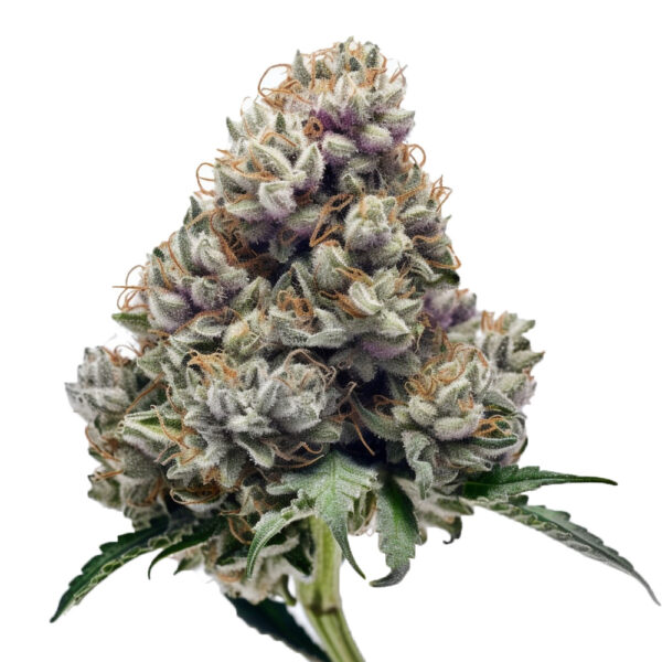 Apple Fritter - Seeds Genetics