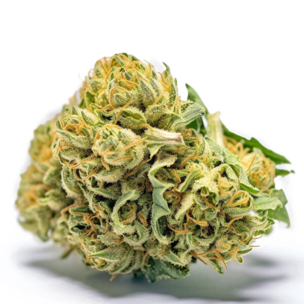 Banana Sherbet - Seeds Genetics