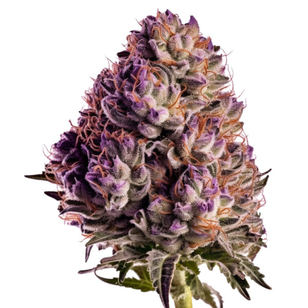 Blueberry - Seeds Genetics