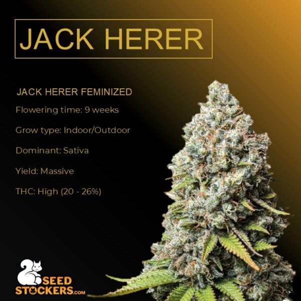 Jack Herer - Seed Stockers