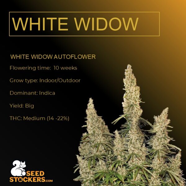 White Widow Autoflower - Seed Stockers