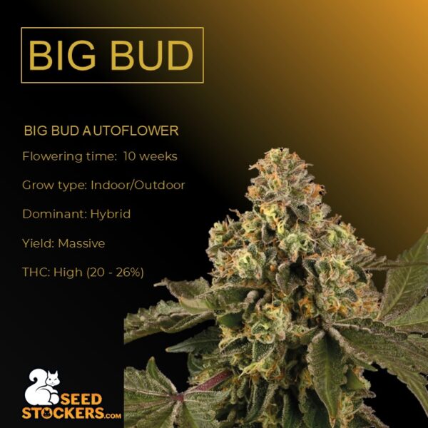 Big Bud Autoflower - Seed Stockers