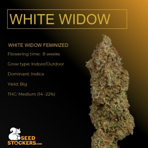 White Widow - Seed Stockers