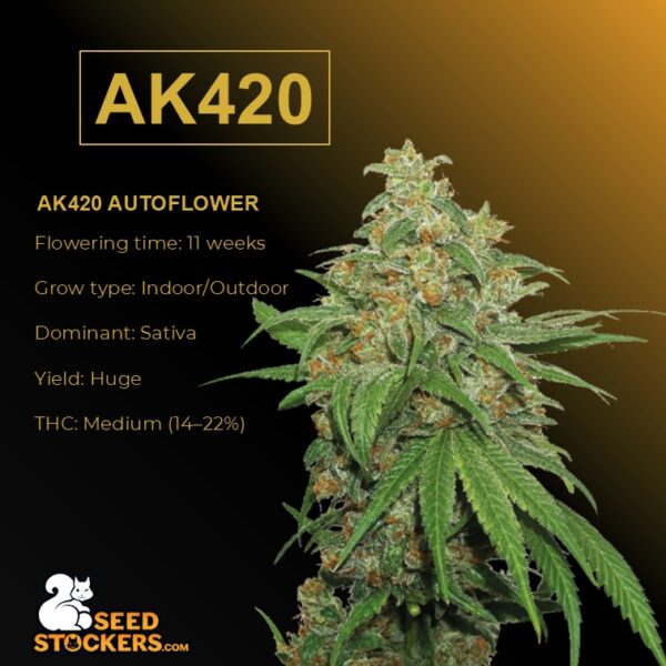AK420 Autoflower - Seed Stockers