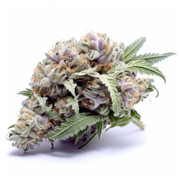 Gorilla Glue - Seeds Genetics