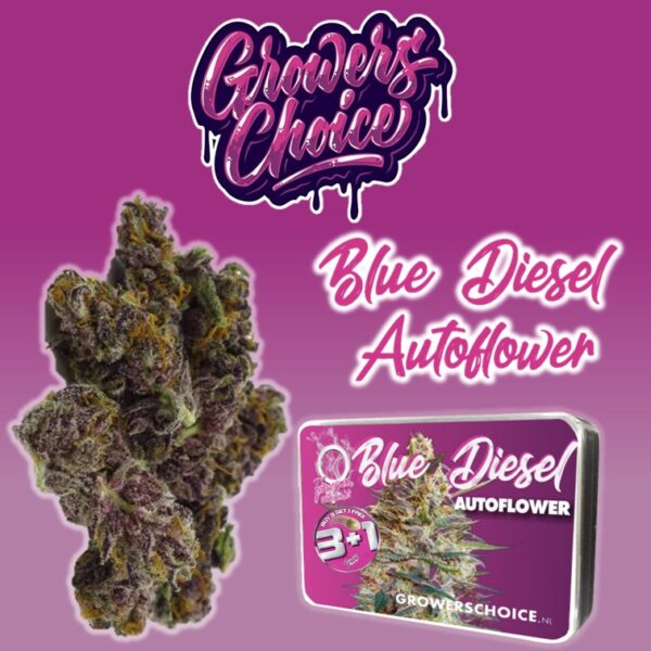 Blue Diesel Autoflower - Growers Choice