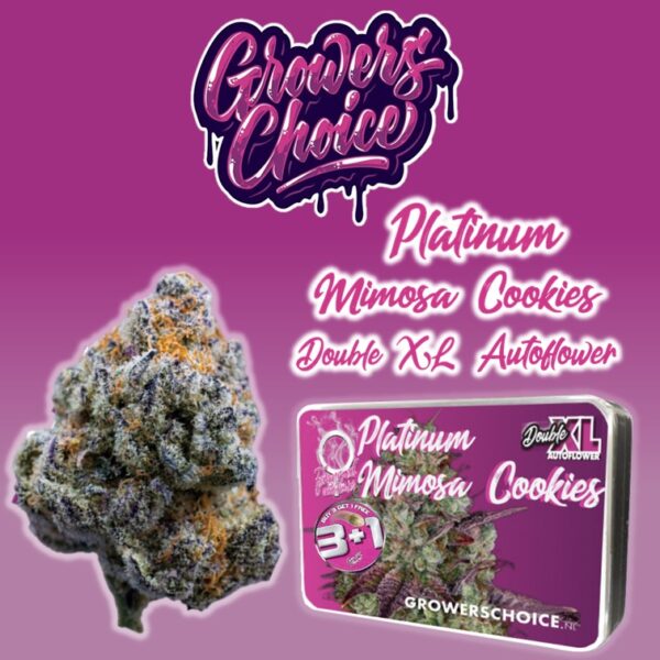 Platinum Mimosa Cookies Double XL Autoflower - Growers Choice