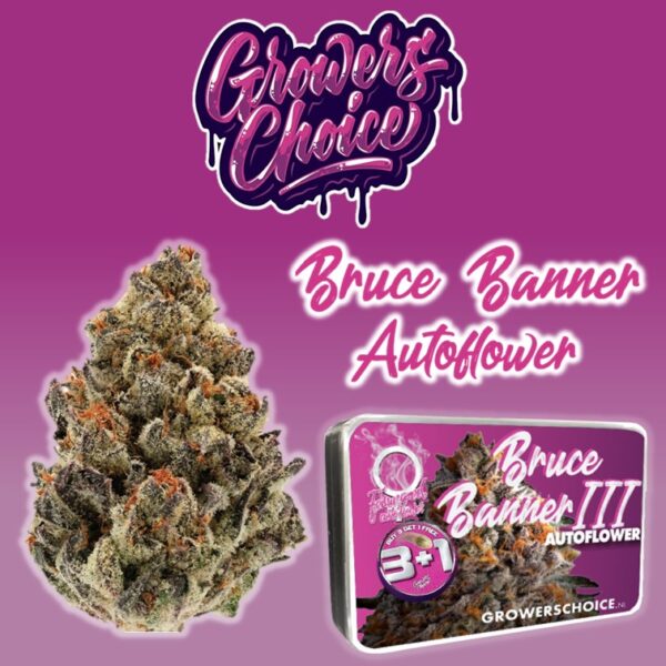 Bruce Banner Autoflower - Growers Choice