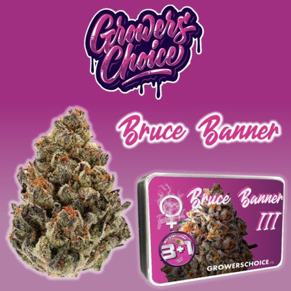 Bruce Banner - Growers Choice