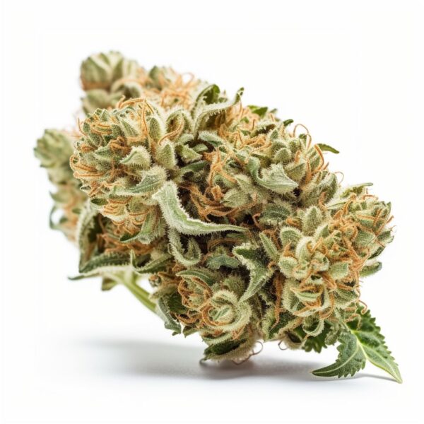 O.G Kush - Seeds Genetics