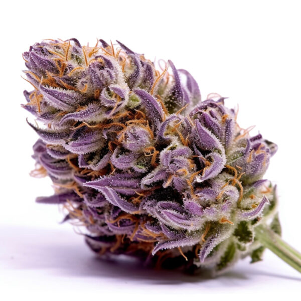 Purple Punch Autoflower - Seeds Genetics
