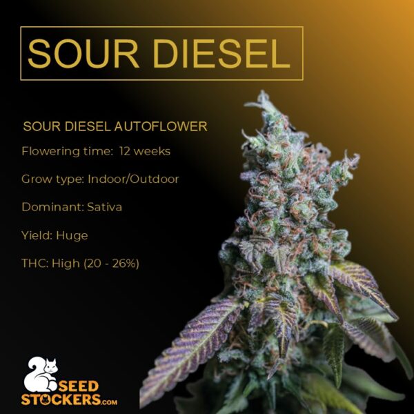 Sour Diesel Autoflower - Seed Stockers