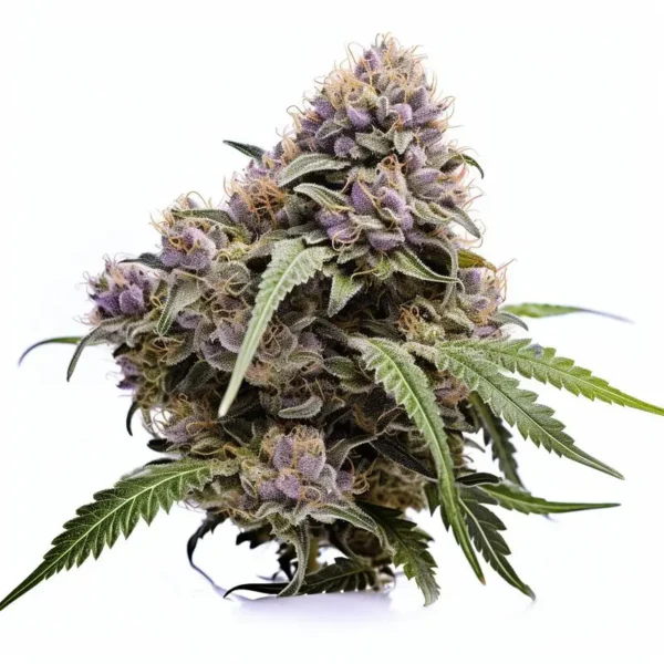Watermelon Punch - Seeds Genetics